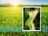 4《身邊的植物》（課件）科學(xué)一年級(jí)下冊(cè)（粵教科技版2024）