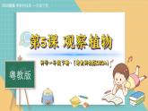5《觀察植物》（課件）科學一年級下冊（粵教粵科版2024）