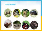 6《常見的動(dòng)物》（課件）科學(xué)一年級(jí)下冊(cè)（粵教科技版2024）