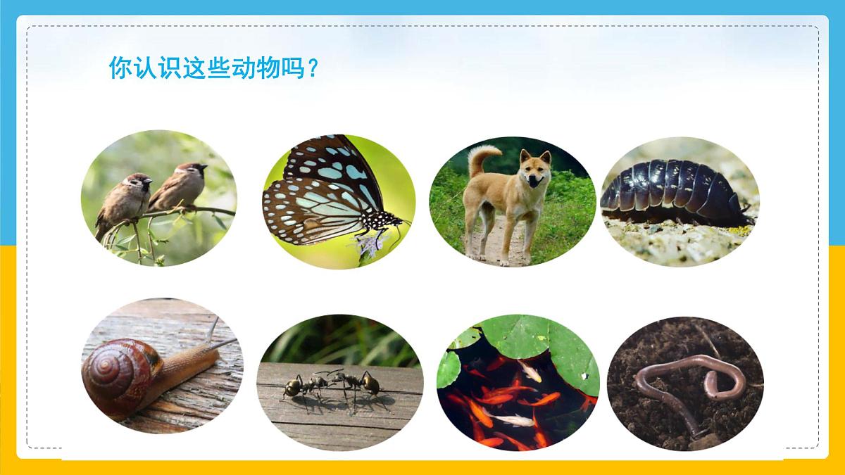 6《常见的动物》（课件）科学一年级下册（粤教科技版2024）第5页