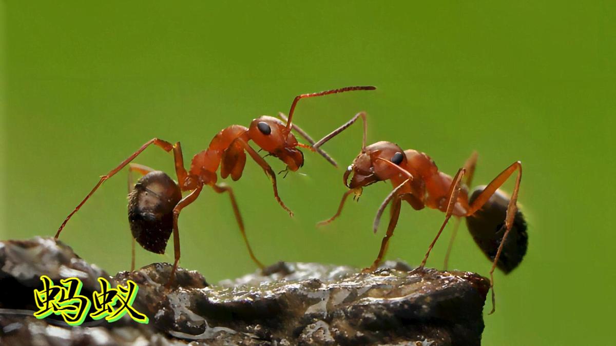 6《常见的动物》（课件）科学一年级下册（粤教科技版2024）第6页