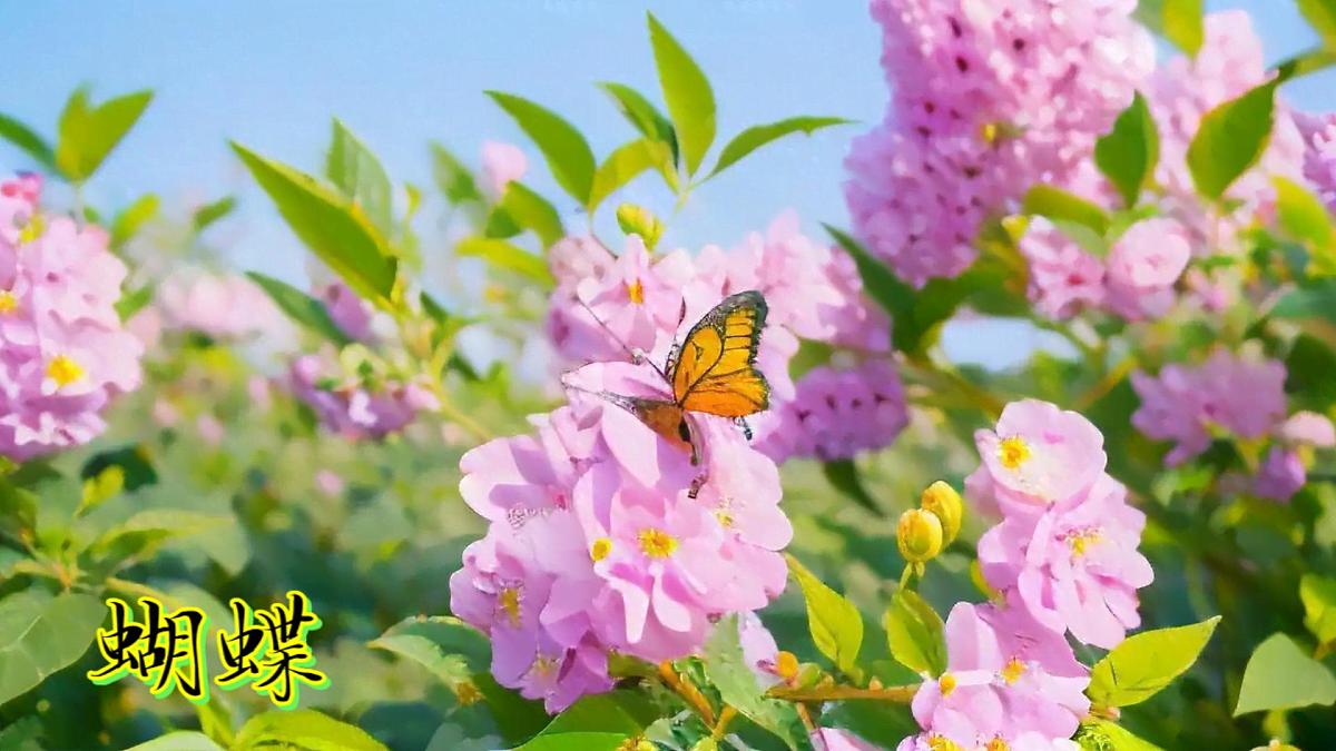 6《常见的动物》（课件）科学一年级下册（粤教科技版2024）第7页