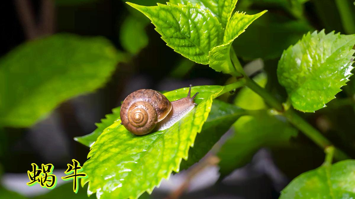 6《常见的动物》（课件）科学一年级下册（粤教科技版2024）第8页