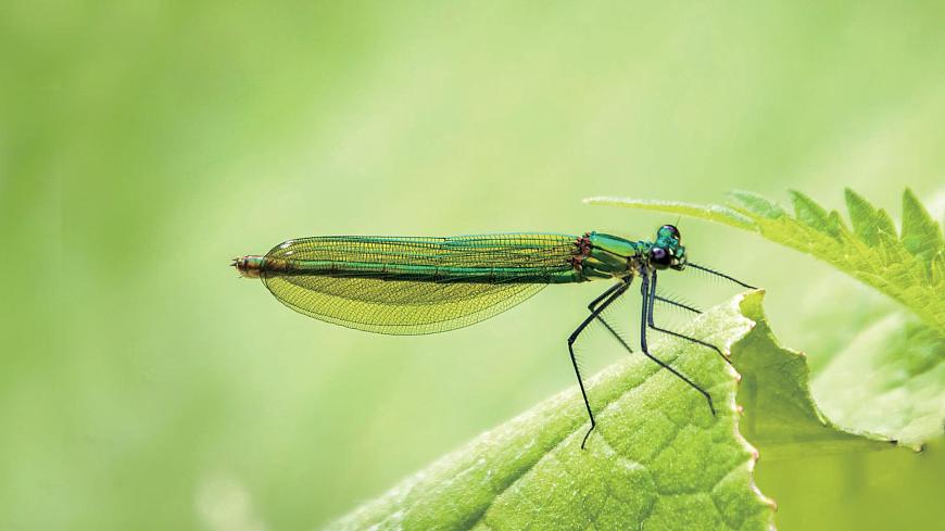 7《动植物的异同》（课件）科学一年级下册（粤教科技版2024）第4页