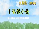 3-1《認識小麥》（課件）2024大象版科學(xué)一年級下冊