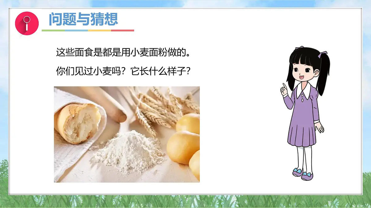 3-1《认识小麦》（课件）2024大象版科学一年级下册第5页