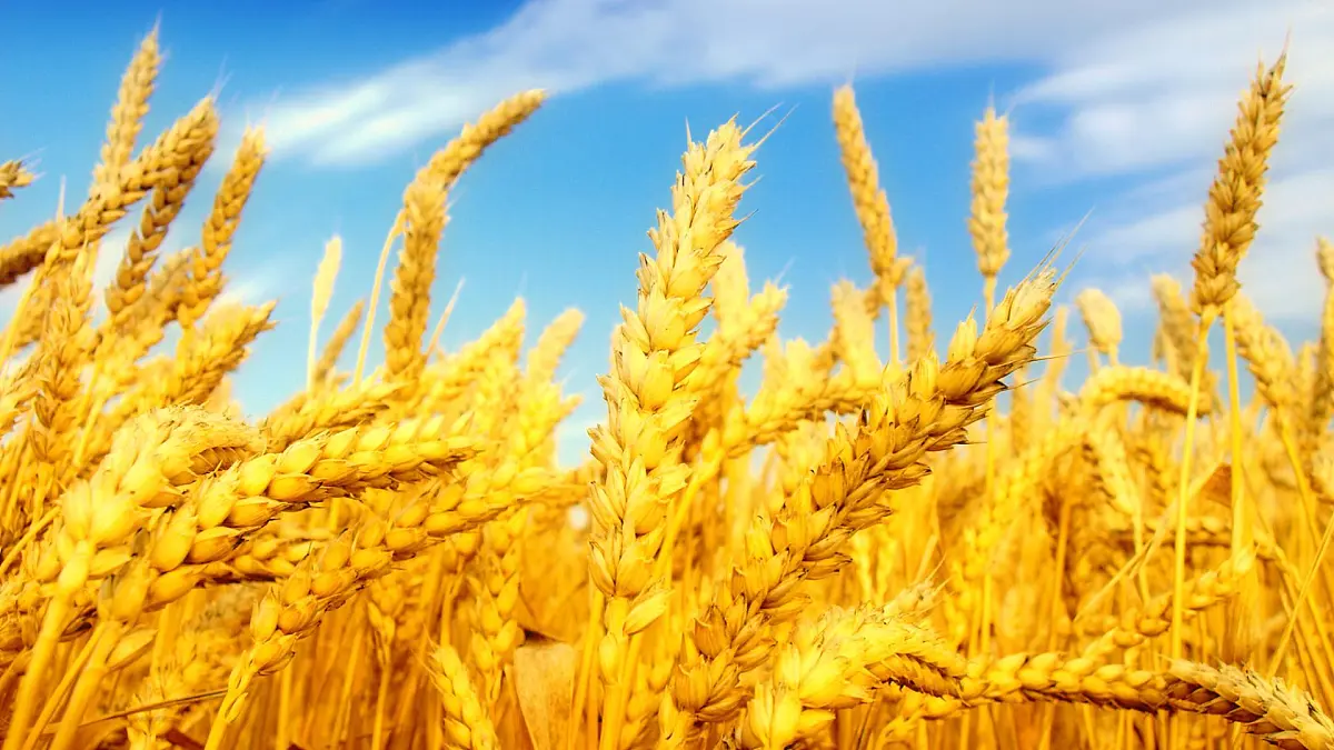 3-1《认识小麦》（课件）2024大象版科学一年级下册第6页