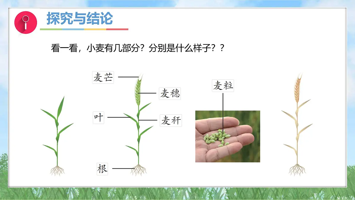 3-1《认识小麦》（课件）2024大象版科学一年级下册第7页