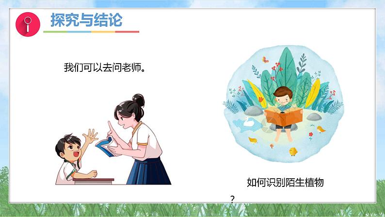 3-3《识别植物》（课件）2024大象版科学一年级下册第4页