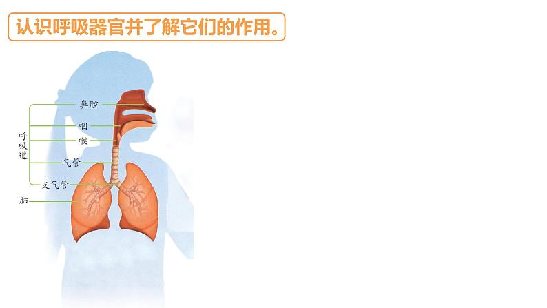 苏教版三年级科学上册3.16人的呼吸课件第6页