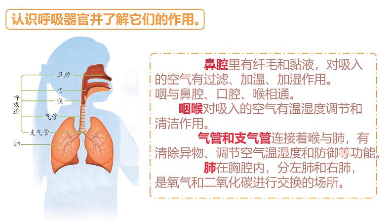 苏教版三年级科学上册3.16人的呼吸课件第8页