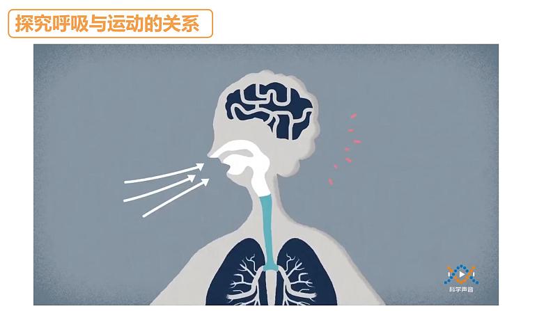 苏教版三年级科学上册3.17运动和呼吸课件第5页