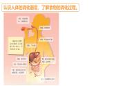 蘇教版三年級科學上冊3.18食物的旅行課件