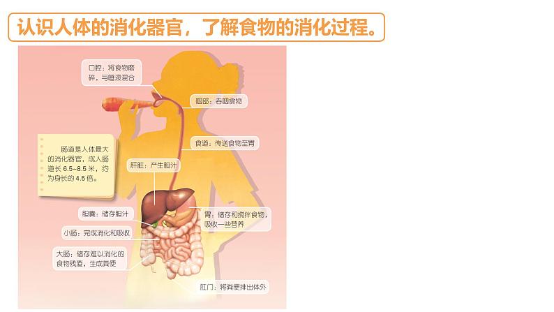 苏教版三年级科学上册3.18食物的旅行课件第5页