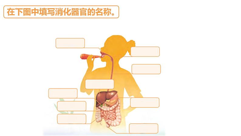 苏教版三年级科学上册3.18食物的旅行课件第8页