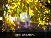 3.5《觀測風(fēng)》課件+教案+音視頻素材（教科版科學(xué)三年級上冊）