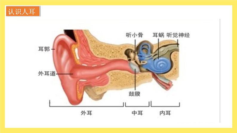 第1.4课 我们是怎样听到声音的（教学课件）四年级科学上册（教科版）第4页