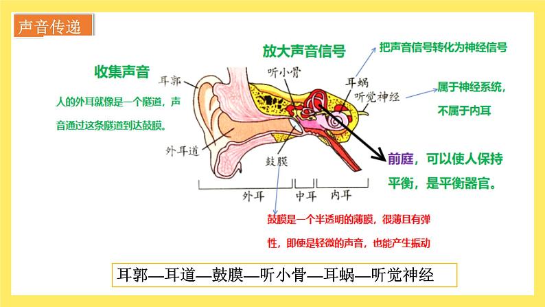 第1.4课 我们是怎样听到声音的（教学课件）四年级科学上册（教科版）第8页