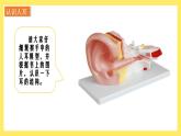 1.4《我們是怎樣聽到聲音的》課件+教案（教科版科學(xué)四年級上冊）