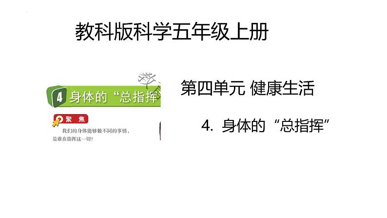 第4.4课 身体的“总指挥”（教学课件）五年级科学上册系列（教科版）第1页