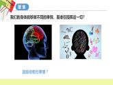 4.4《身體的“總指揮”》課件+教案（教科版科學(xué)五年級上冊）