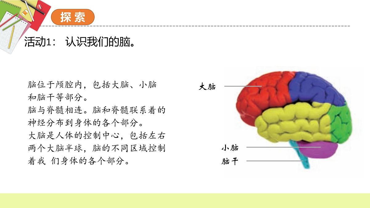 第4.4课 身体的“总指挥”（教学课件）五年级科学上册系列（教科版）第4页
