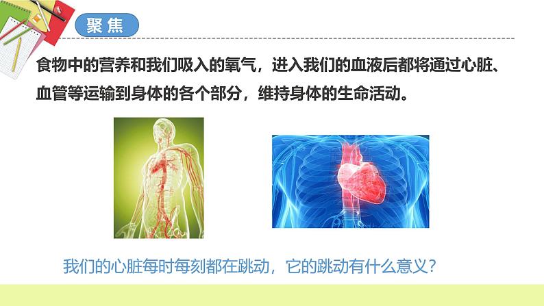 第4.3课 心脏和血液（教学课件）五年级科学上册系列（教科版）第3页