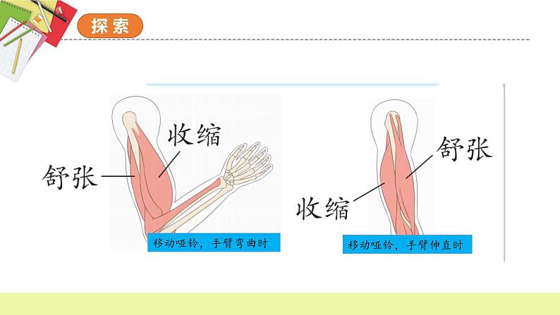 第4.2课 身体的运动（教学课件）五年级科学上册系列（教科版）第7页