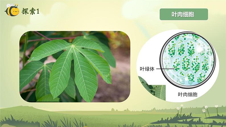 第1.5课 观察更多的生物细胞（教学课件）六年级科学上册系列（教科版）第6页