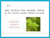 【核心素養(yǎng)優(yōu)質課】蘇教版科學五年級下冊2.5《生物的啟示》教學課件+同步教案+大單元教學設計+素材