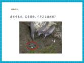 【核心素養(yǎng)優(yōu)質(zhì)課】蘇教版科學(xué)五年級(jí)下冊(cè)2.7《海豚與聲吶》教學(xué)課件+同步教案+大單元教學(xué)設(shè)計(jì)+素材