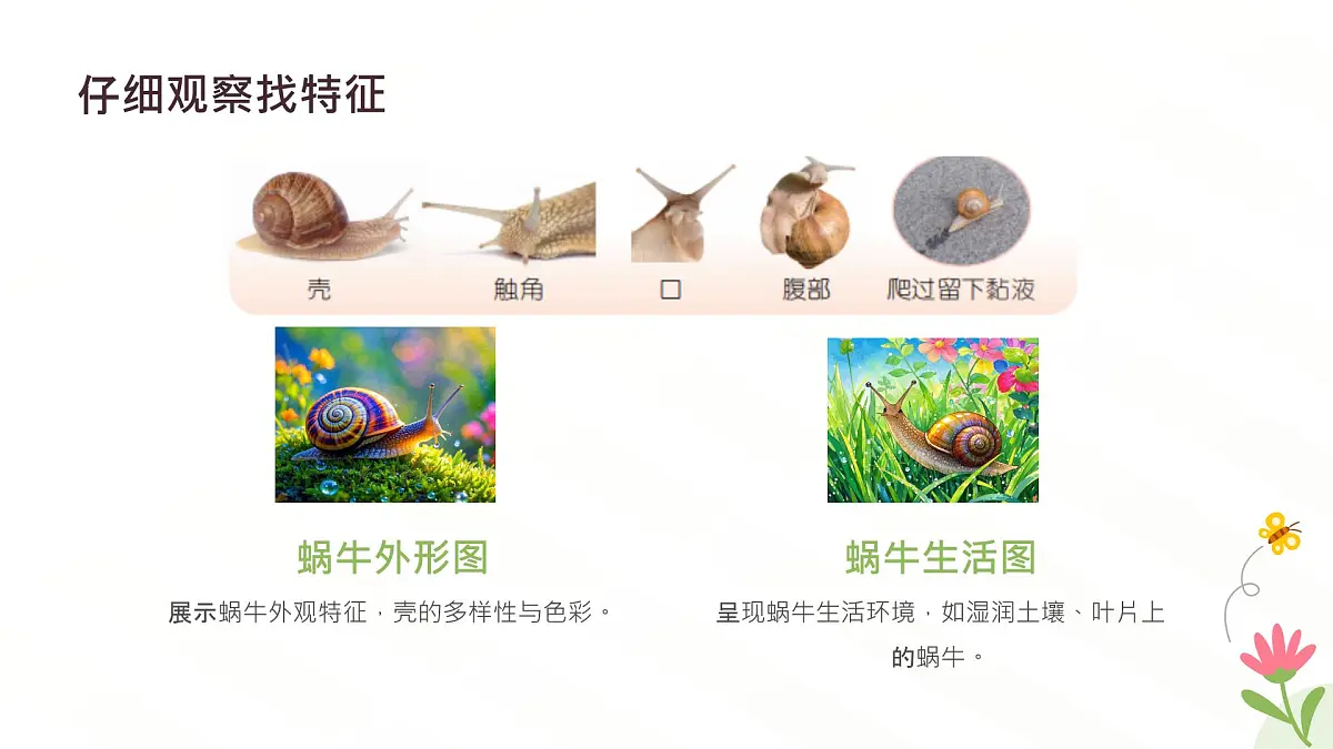 冀人版一年级科学下册《给蜗牛建个小小的家》课件第5页