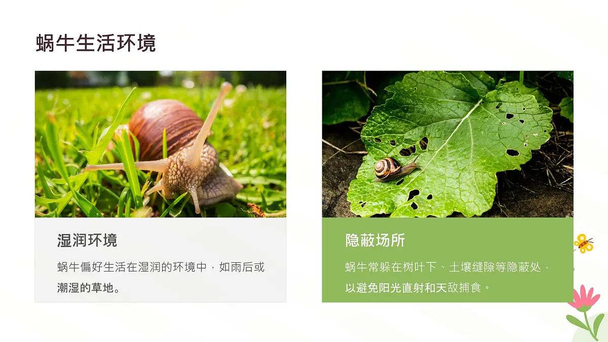 冀人版一年级科学下册《给蜗牛建个小小的家》课件第8页
