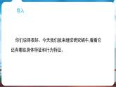 教科版（2024）科學(xué)一年級(jí)下冊(cè) 2.2 觀察一種動(dòng)物（課件）