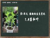 教科版（2024）小學(xué)科學(xué)四年級下冊第一單元1.4莖和葉課件