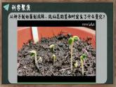 教科版（2024）小學(xué)科學(xué)四年級下冊第一單元1.4莖和葉課件