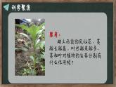 教科版（2024）小學(xué)科學(xué)四年級下冊第一單元1.4莖和葉課件