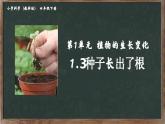 教科版（2024）小學(xué)科學(xué)四年級下冊第一單元1.3種子長出了根課件