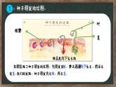教科版（2024）小學(xué)科學(xué)四年級下冊第一單元1.3種子長出了根課件