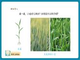 【優(yōu)質(zhì)公開(kāi)課】大象版科學(xué)一年級(jí)下冊(cè)3.1《認(rèn)識(shí)小麥》教學(xué)課件+單元整體設(shè)計(jì)+課時(shí)教案