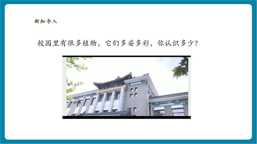 【大单元整体教学】2.6《观察校园里的植物》课时课件第3页