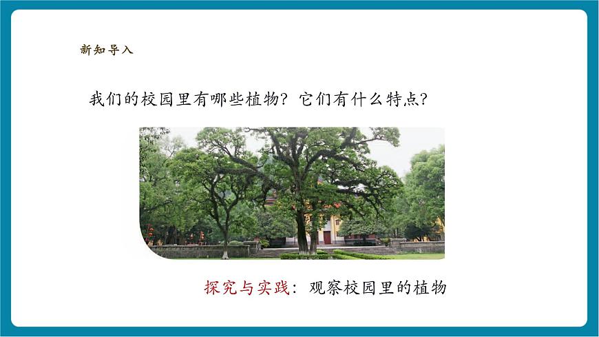 【大单元整体教学】2.6《观察校园里的植物》课时课件第4页