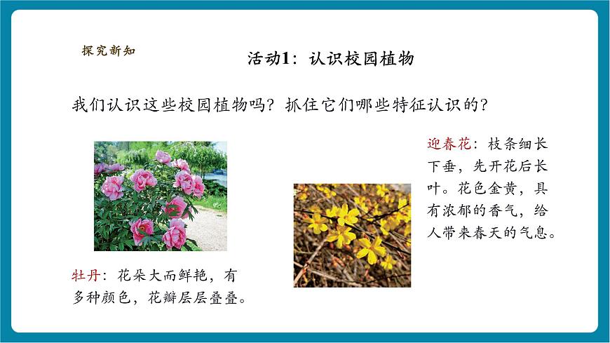 【大单元整体教学】2.6《观察校园里的植物》课时课件第5页