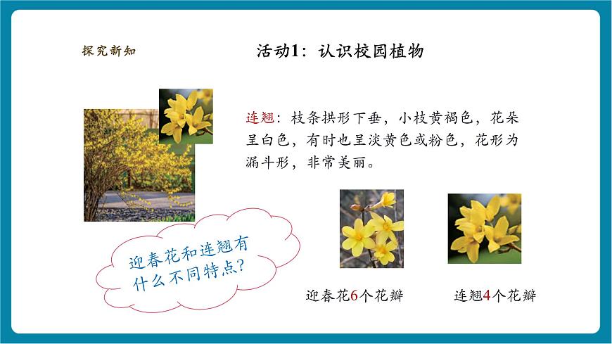 【大单元整体教学】2.6《观察校园里的植物》课时课件第6页