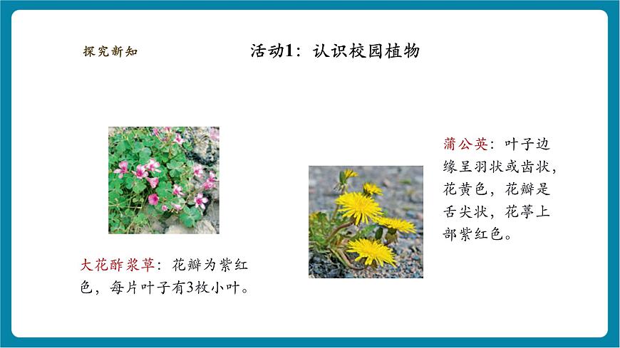 【大单元整体教学】2.6《观察校园里的植物》课时课件第7页