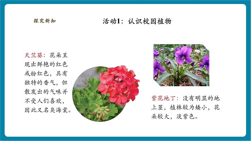【大单元整体教学】2.6《观察校园里的植物》课时课件第8页