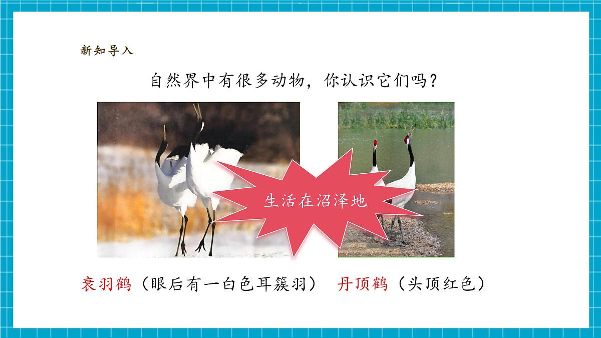 【大单元教学】2.1《我们周围的动物》课时课件第4页