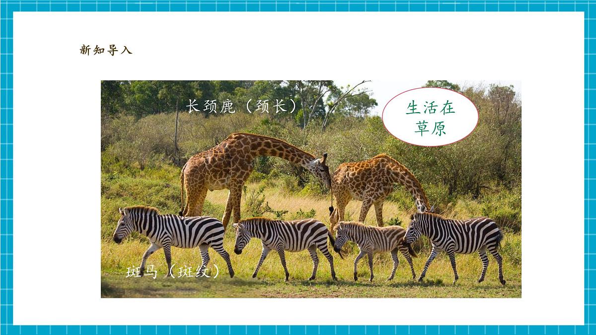 【大单元教学】2.1《我们周围的动物》课时课件第5页