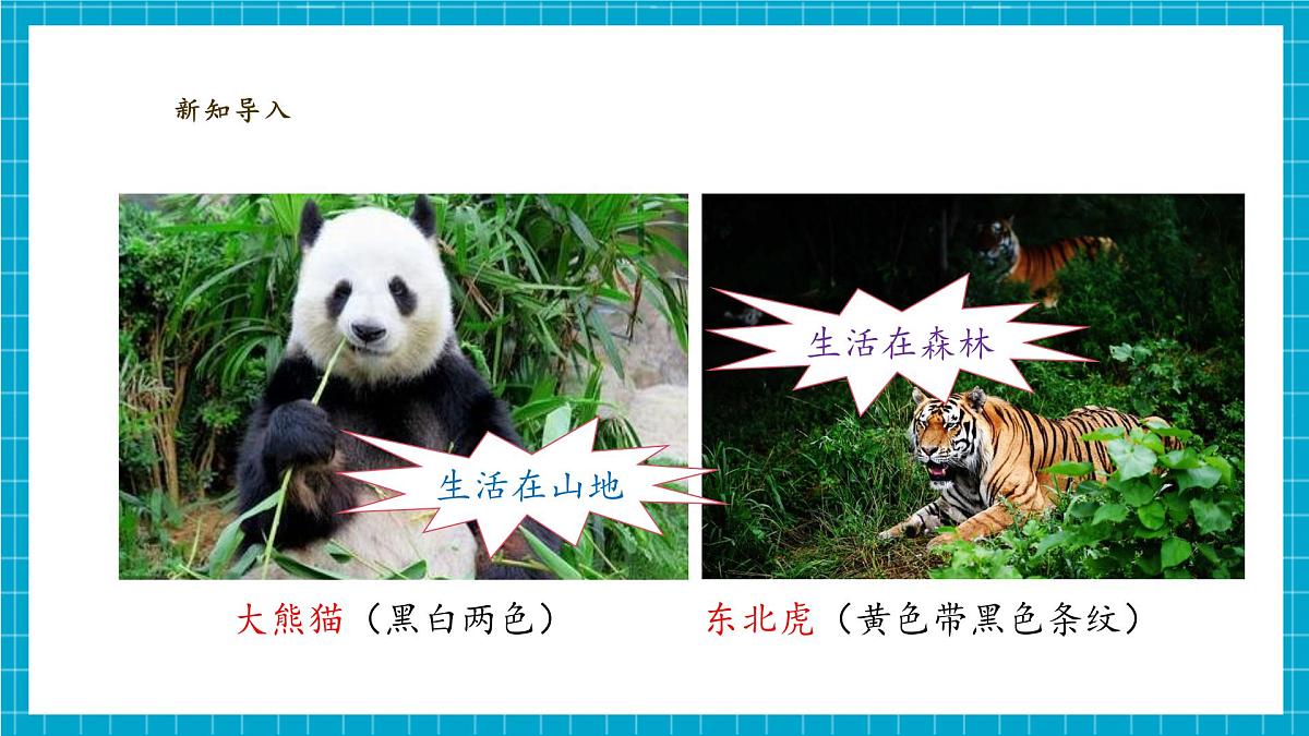 【大单元教学】2.1《我们周围的动物》课时课件第6页