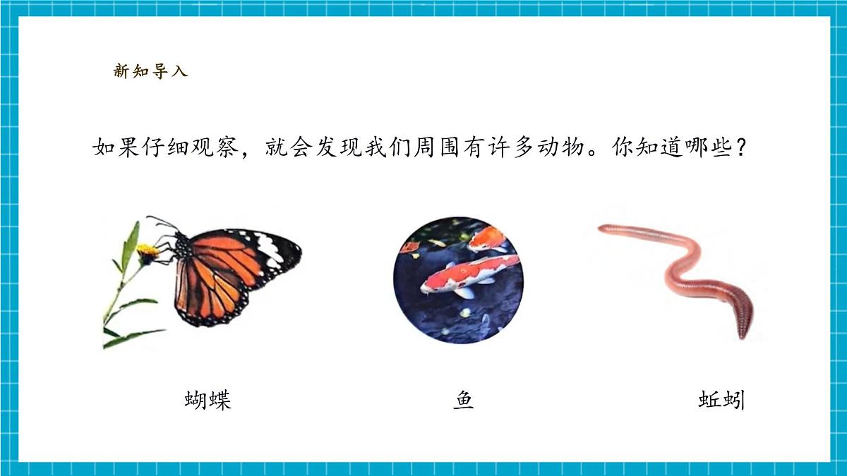 【大单元教学】2.1《我们周围的动物》课时课件第7页